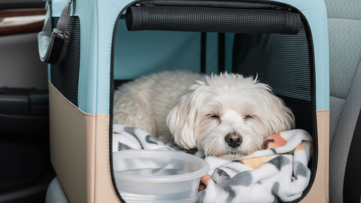 🐾 راهنمای کامل: حمل حیوان خانگی در تاکسی بینشهری (قوانین، باکس و نکات بهداشتی)